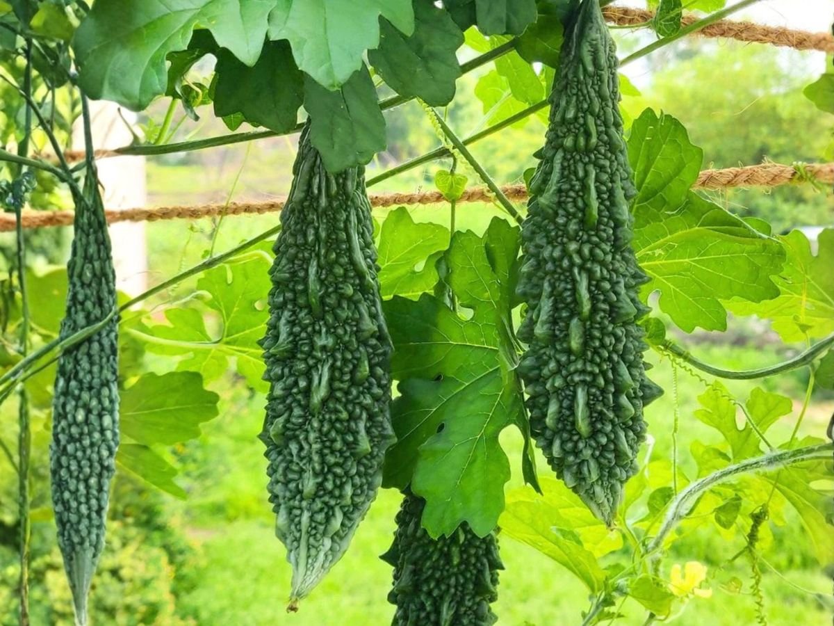 Bitter Gourd product preview