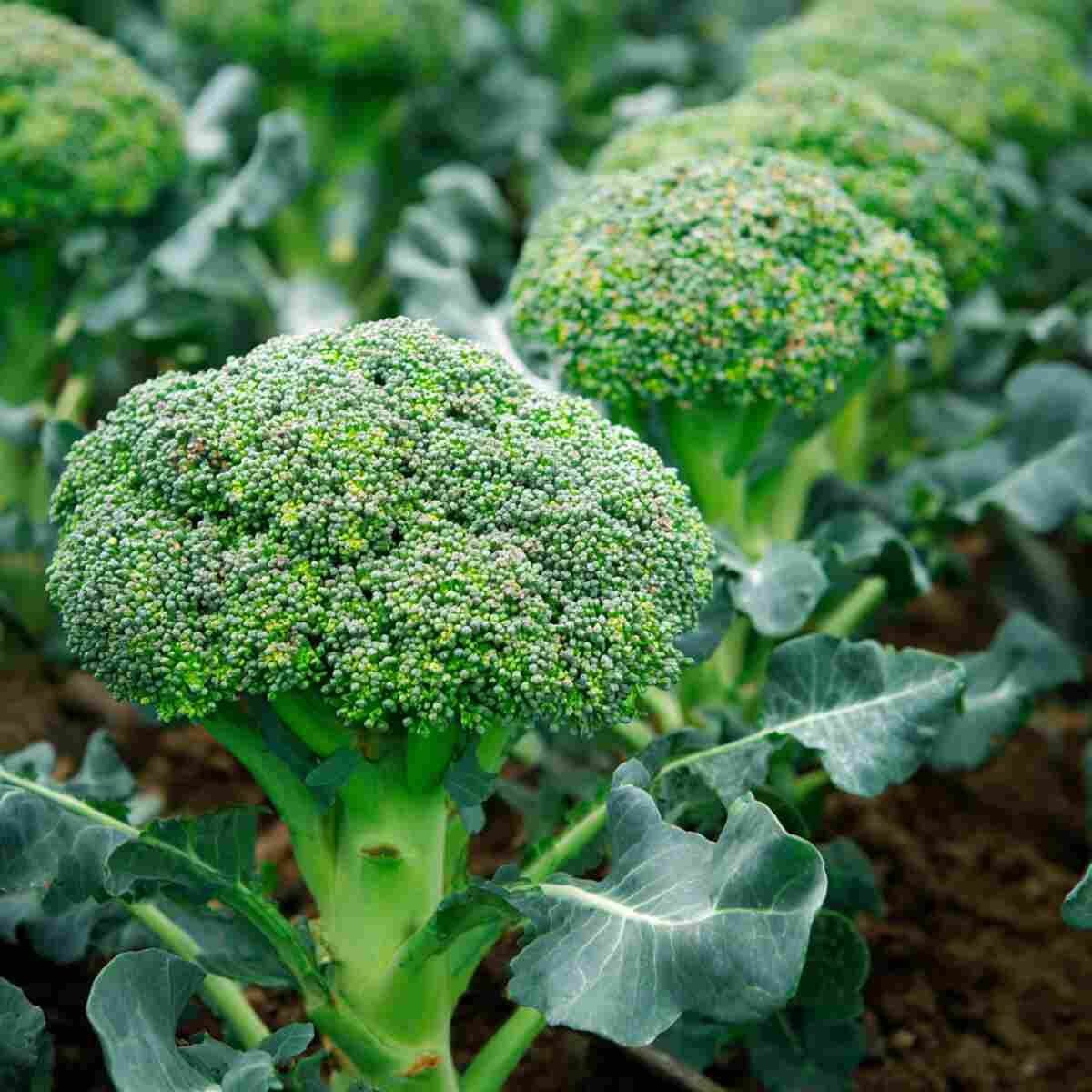 Broccoli product preview