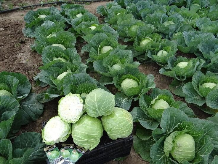 Cabbage product preview