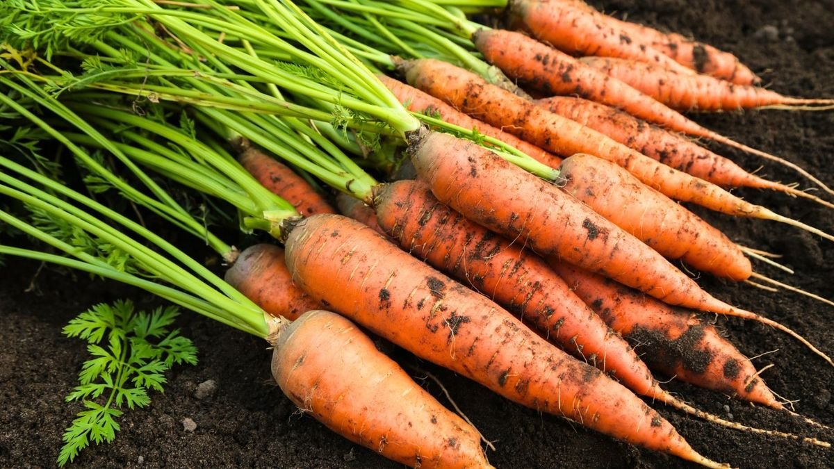 Carrot product preview