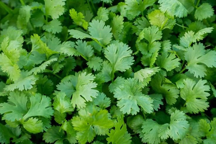 Coriander product preview