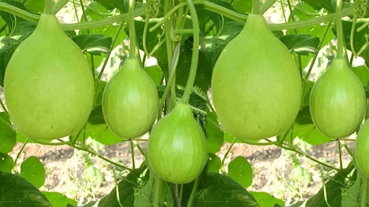 Bottle Gourd product preview