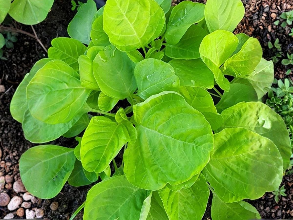 Green Leaf Amaranth product preview