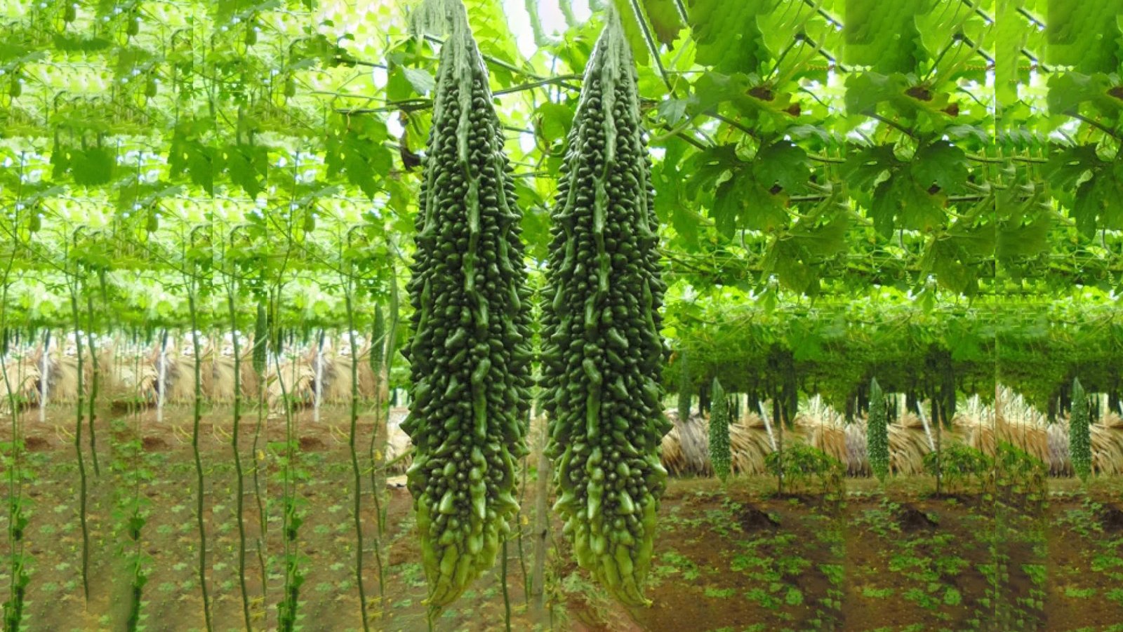 Bitter Gourd product preview