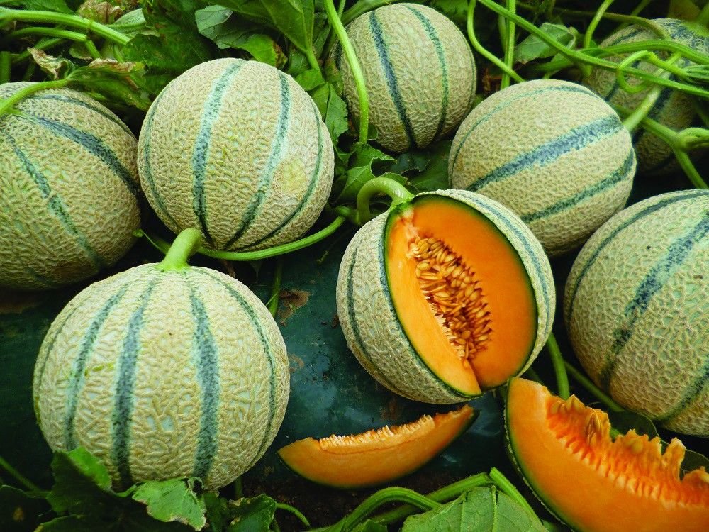 Melon product preview