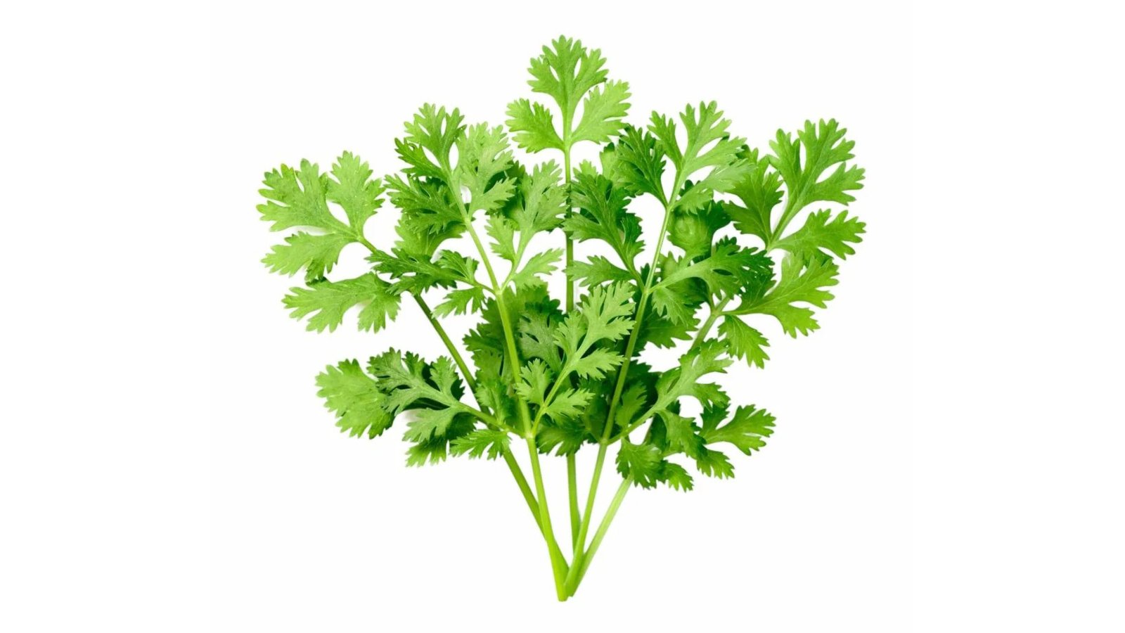 Coriander product preview