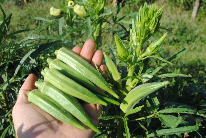 Okra product preview