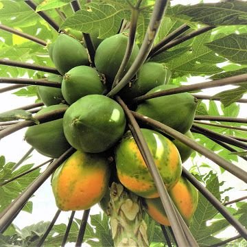 Papaya product preview