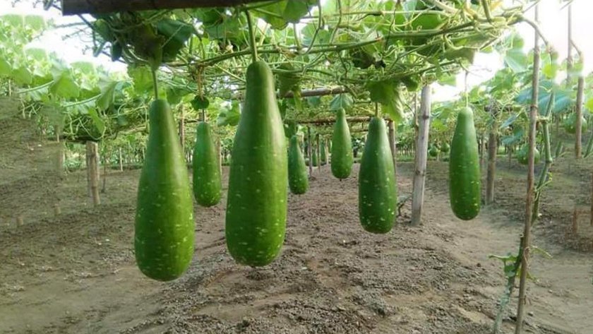 Bottle Gourd product preview