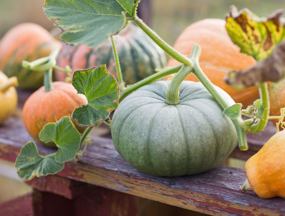 Pumpkin product preview