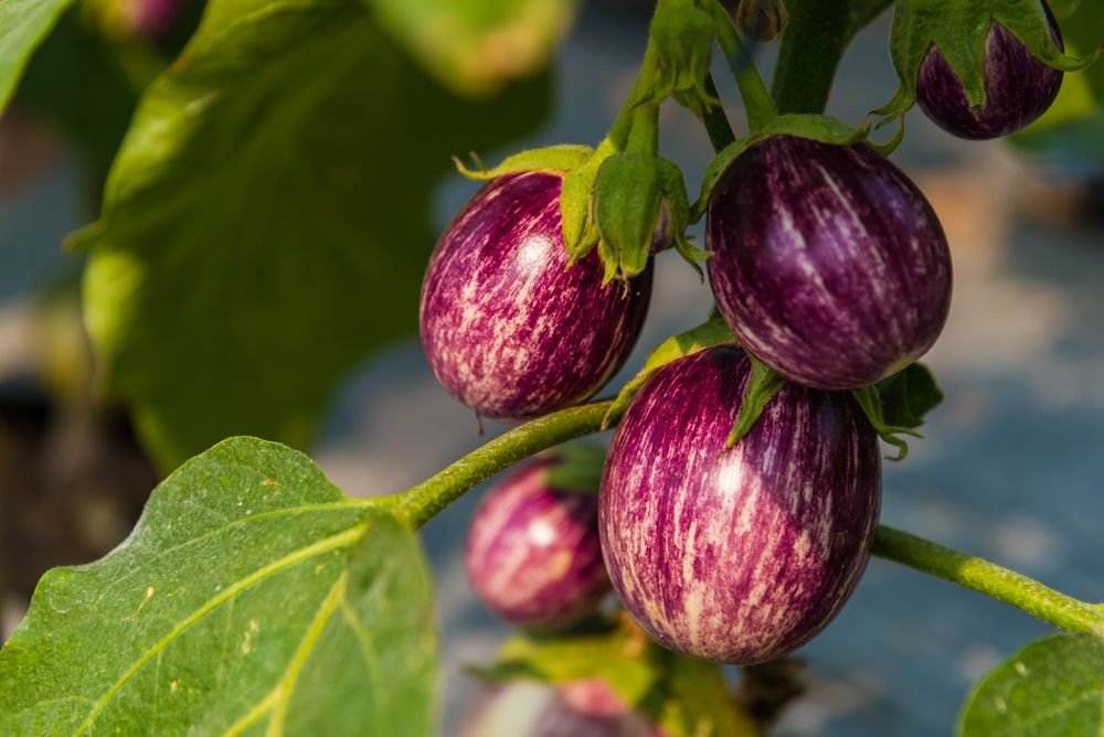 Eggplant product preview