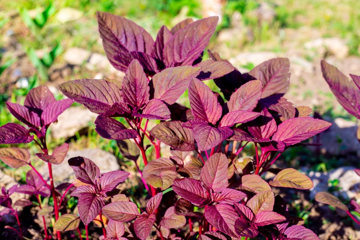 Red Amaranth product preview