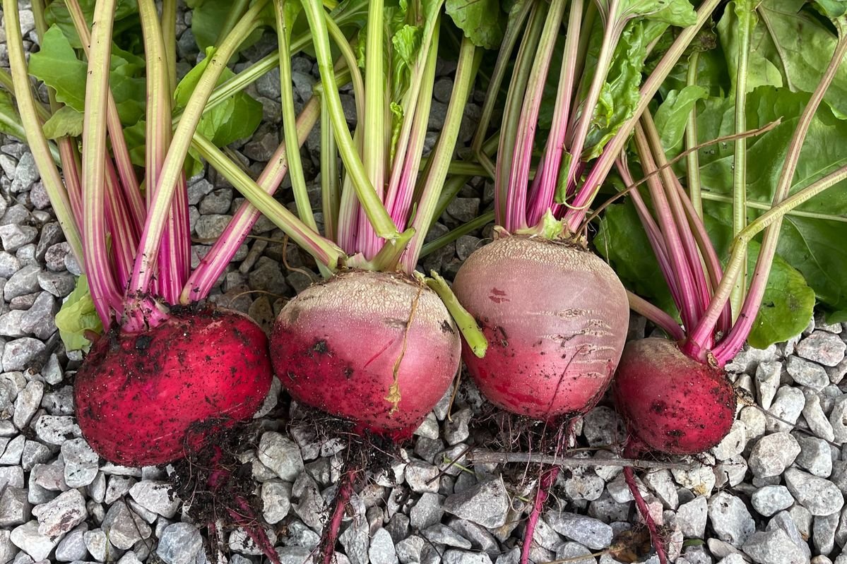 Red Beet product preview