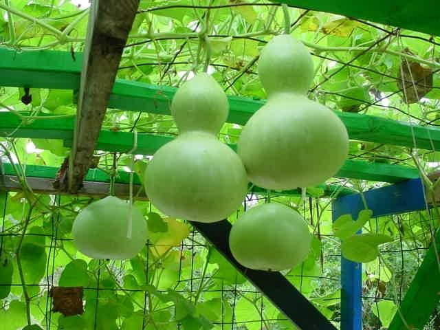 Ridge Gourd product preview