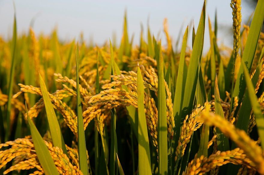 Rice product preview