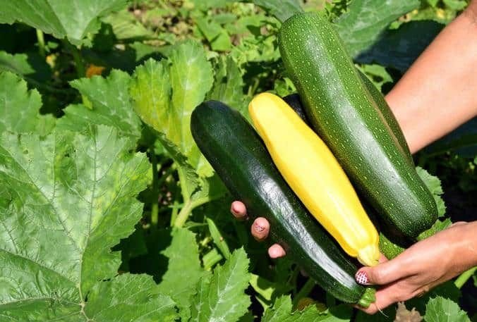 Squash product preview