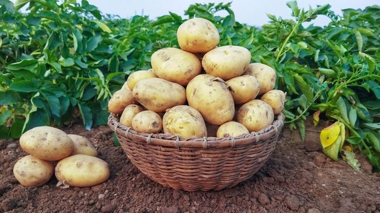 Potato product preview
