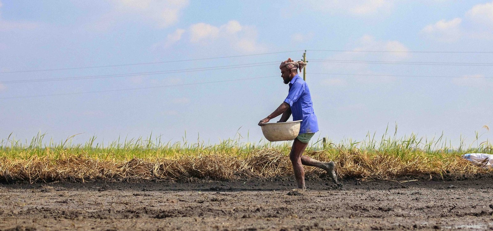Certified rice seed for resilient harvests